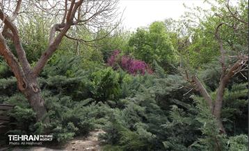 بوستان بانوان نرگس 11