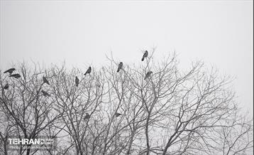 روز برفی تهران 22