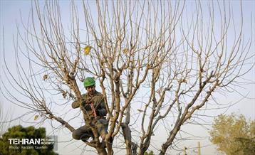 هرس درختان در منطقه 5