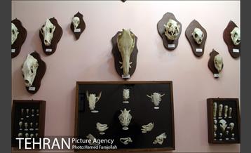 موزه آثار طبیعی و حیات وحش هفت چنار 27