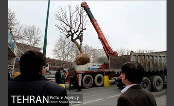 تلاش ویژه شهرداری برای نجات زندگی حدود یکصد درخت اتوبان نیایش 5