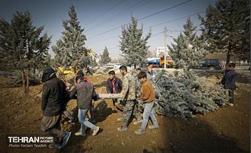 جابجایی اصولی 106 اصله درخت در منطقه 5 شهرداری 15