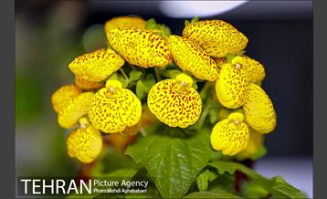 مرکز گل و گیاه ایوار 16