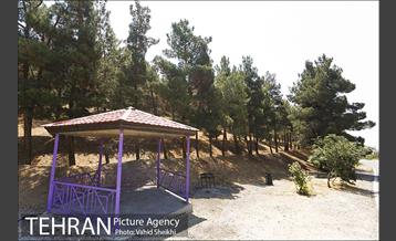 بوستان جنگلی یاس فاطمی 21