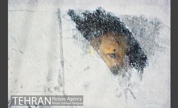 رهاسازی 150 قلاده سگ بدون صاحب  8