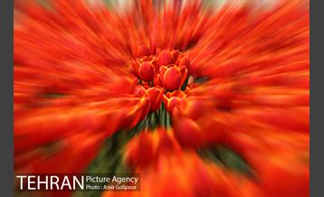 باغ گل لاله های ایرانی در بوستان آبشار تهران‎ 6