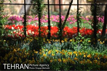 رویش گل های لاله در باغ ایرانی 43