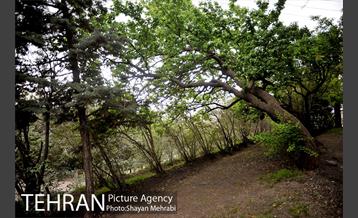 پارک جنگلی لویزان‎ 42