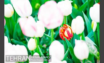 روش گل های لاله در باغ ایرانی 32