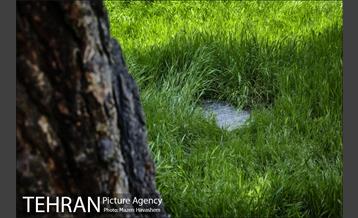 گورستان ده ونک 15