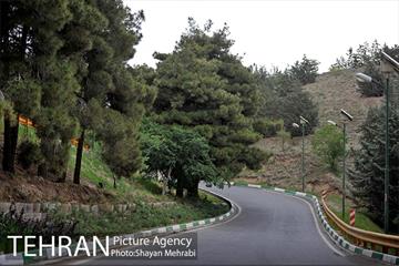 پارک جنگلی لویزان‎ 17