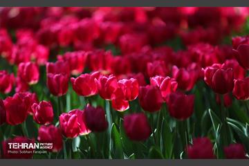 باغ ایرانی میزبان لاله‌ها 21