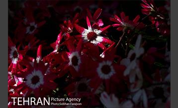 نمایشگاه گل و گیاه نوروزی در پیاده راه ۱۷ شهریور