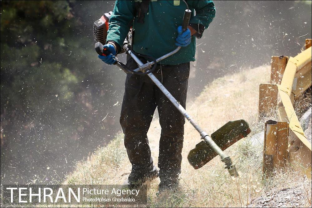 علف زنی بوستانهای تهران برای مقابله با آتش سوزی 6