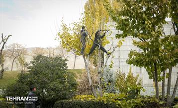 هرس درختان در منطقه 5