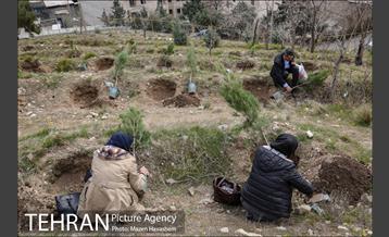 آیین غرس پنچ هزار اصله نهال در اراضی جنگل لویزان 31