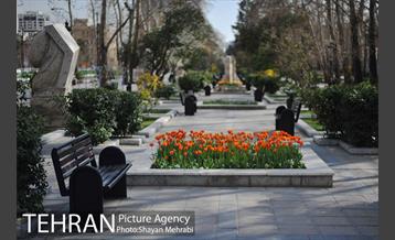 رویش گل های لاله در پارک ملت 10