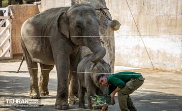 «مایسا» یکساله شد 4