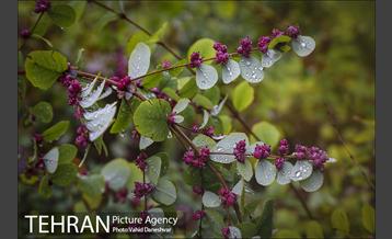 پاییز زیبای پایتخت- 4 6