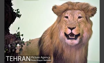 موزه حیات وحش هفت چنار 8