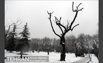 روز برفی بلوار کشاورز 9