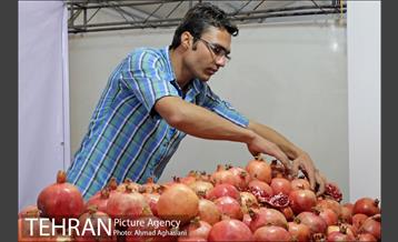 هفتمین جشنواره انار فرهنگسرای اشراق 10