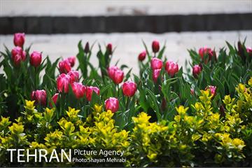 رویش گل های لاله در باغ ایرانی 25