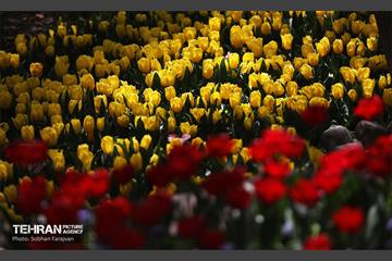 باغ ایرانی میزبان لاله‌ها 10