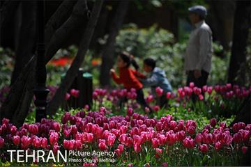 رویش گل های لاله در باغ ایرانی 26