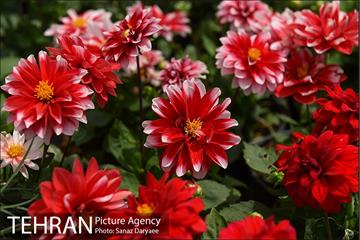شانزدهمین نمایشگاه گل و گیاه تهران 31