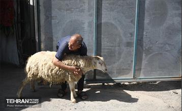 بازدید از مرکز عرضه بهداشتی دام ویژه عید قربان 2