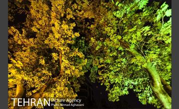 نورپردازی درختان بلوار میرداماد 9