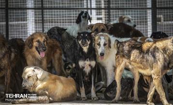 مهربانی با سگ های بدون صاحب 34