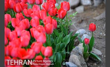 روش گل های لاله در باغ ایرانی 25