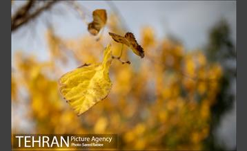 پاییز زیبای پایتخت- 3