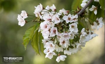 دومین جشنواره شکوفه‌های گیلاس 32