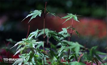 بیستمین نمایشگاه بین‌المللی گل و گیاه 66