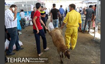 مراکز عرضه بهداشتی دام زنده 19