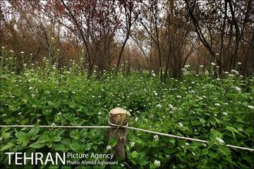 باغ گیاه‌شناسی ملی ایران 19