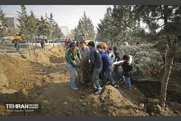 جابجایی اصولی 106 اصله درخت در منطقه 5 شهرداری 8