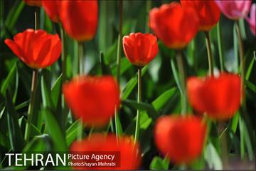 رویش گل های لاله در بوستان ملت 14