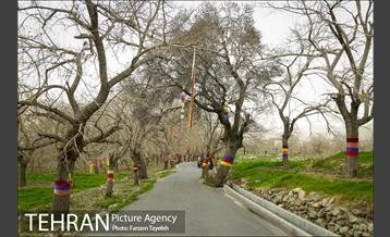 آرایش درختان کهنسال توت در محله کن 2