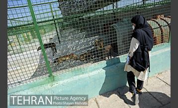 نقاهتگاه سگ های بدون صاحب واقع در آراد کوه 28