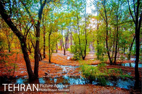 بوستان جنگلی چیتگر 37