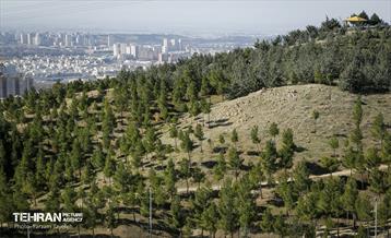 آیین غرس درخت در کوهسار  با حضور معاون فرهنگی قوه قضاییه 3