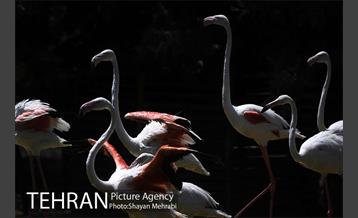 باغ پرندگان 34