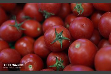آیین بهره‌برداری از ۴ بازار میوه و تره‌بار 18