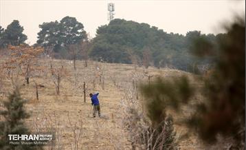 کاشت 2000 نهال مثمر در بوستان جنگلی چیتگر 30