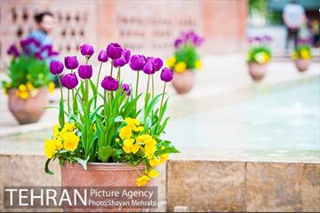 روش گل های لاله در باغ ایرانی 26
