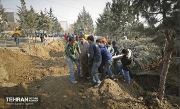 جابجایی اصولی 106 اصله درخت در منطقه 5 شهرداری 8